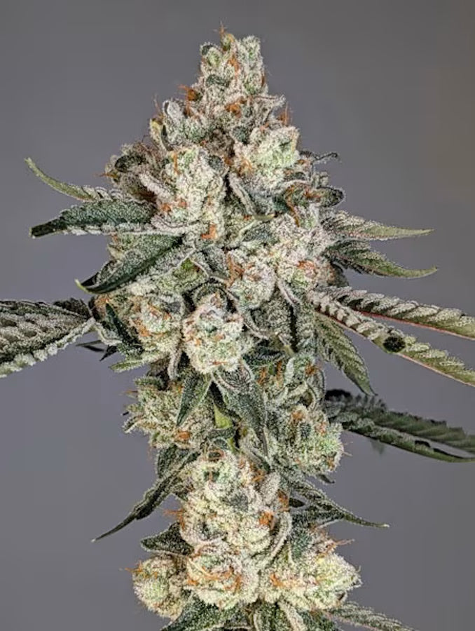 Cipher Genetics Louis Lobster Fem 3St.