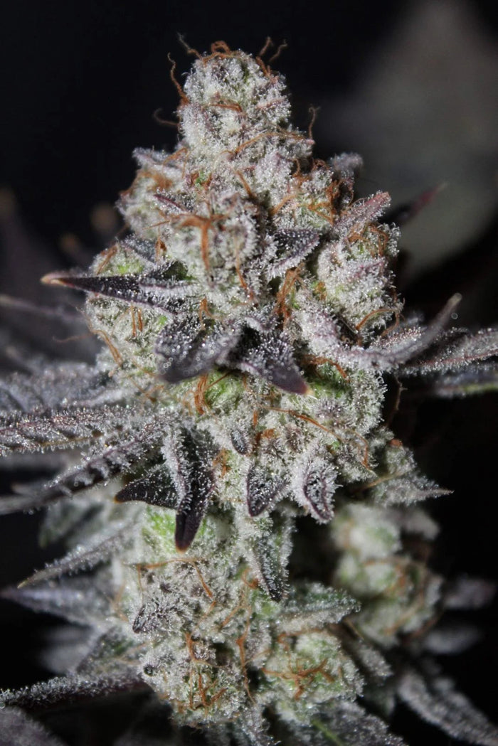 Fast Buds Tropicana Cookies FF Fem 3St.