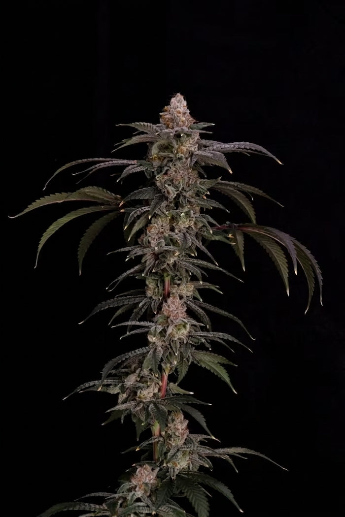 Cipher Genetics Black Baretta Fem 3St.
