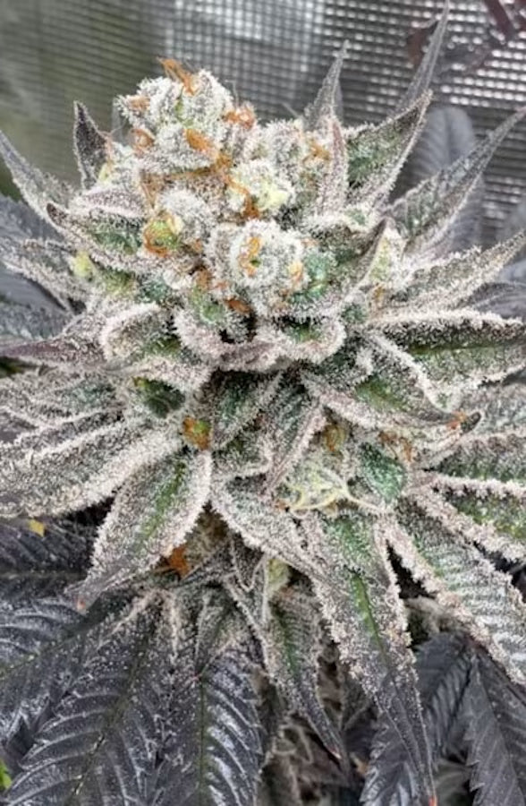 Cipher Genetics Maui Lobster Fem 3St.