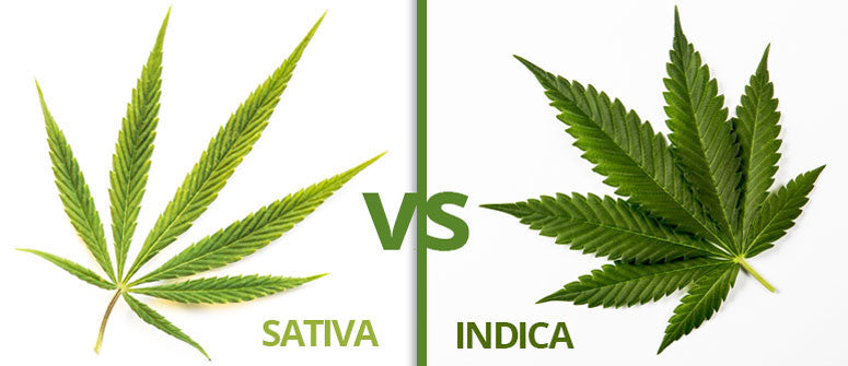 Sativa vs. Indica — was Züchter wirklich wissen sollten