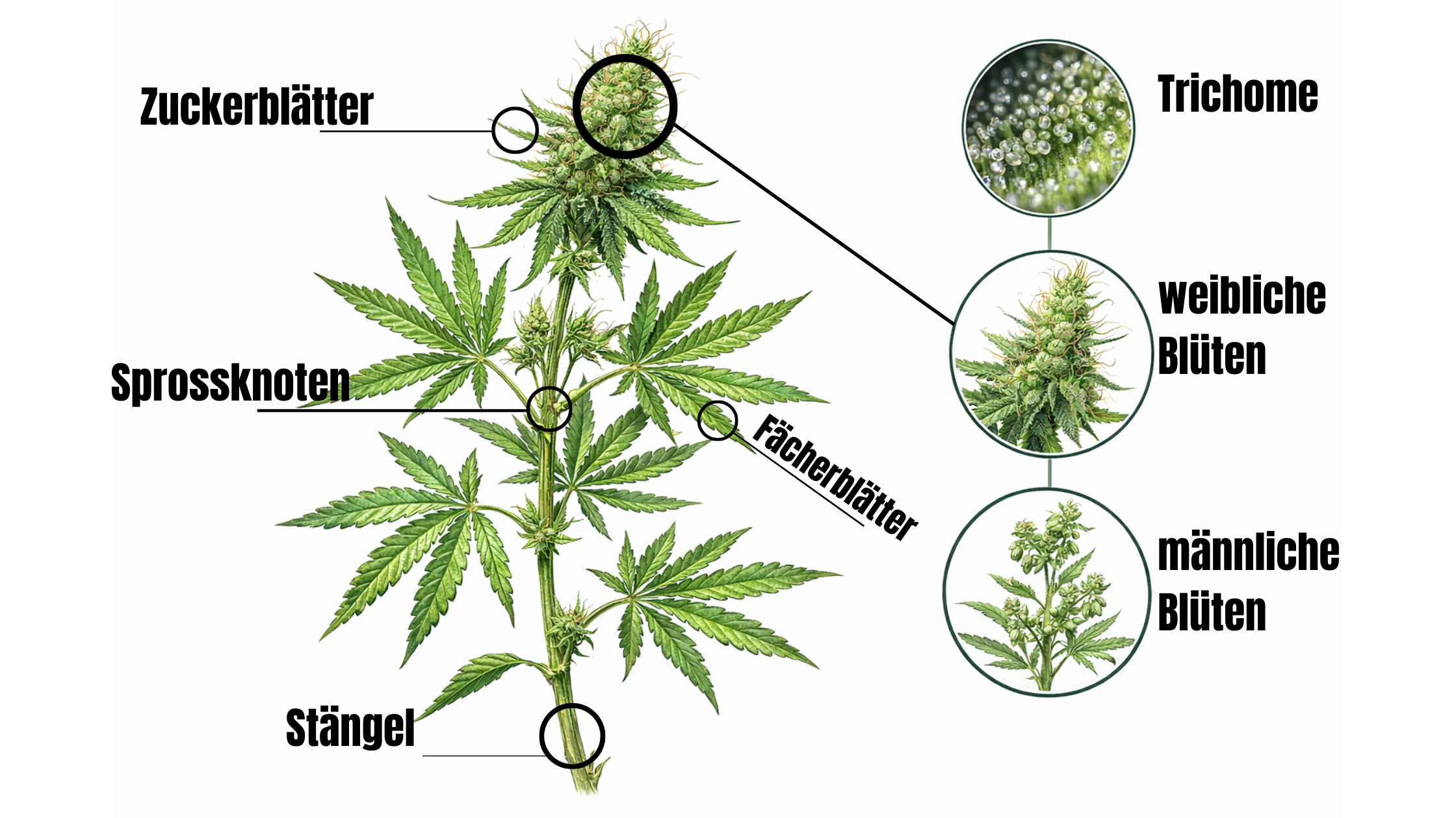 Anatomie der Cannabispflanze – Aufbau, Funktionen & Unterschiede