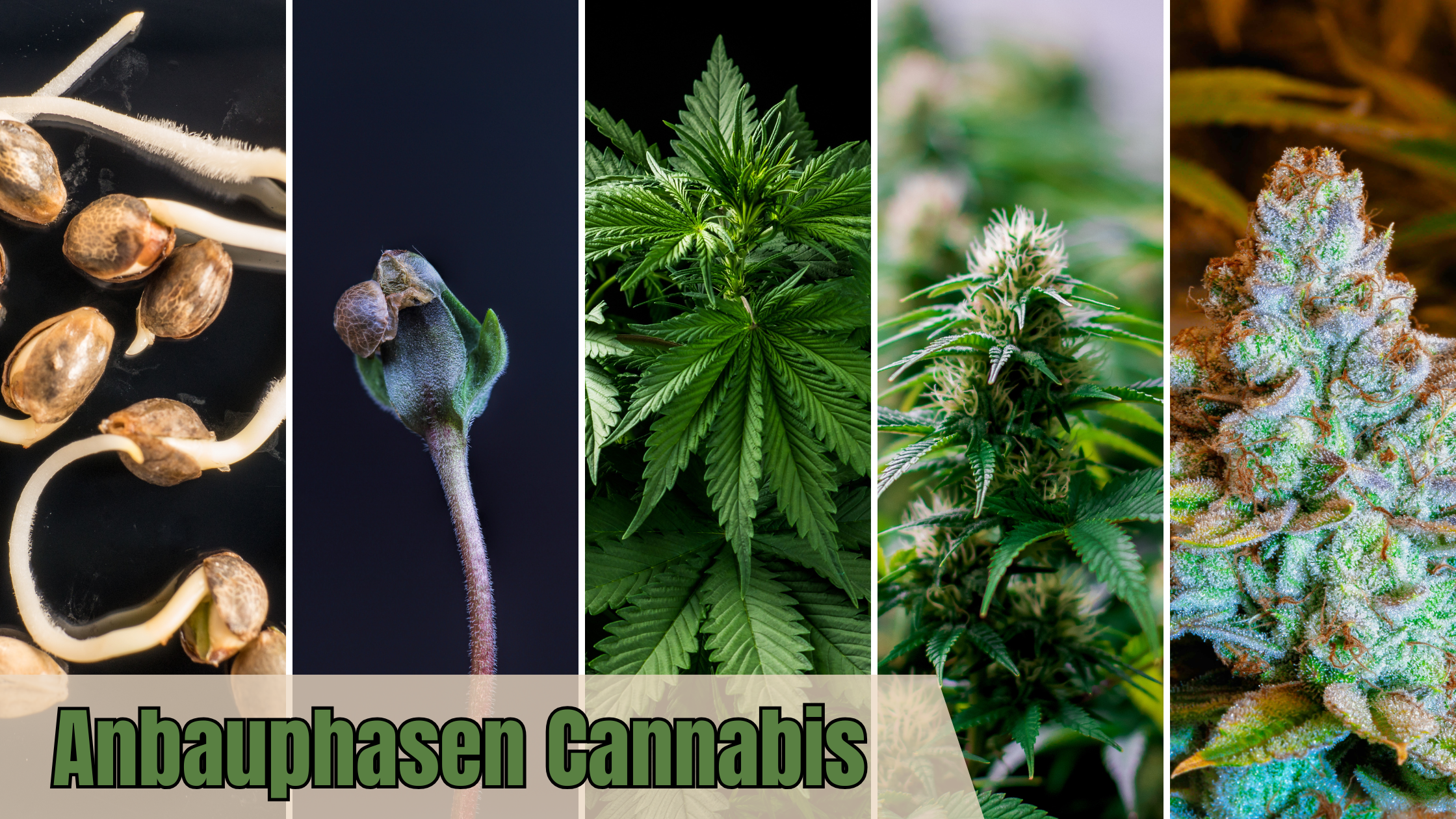 Anbauphasen von Cannabis