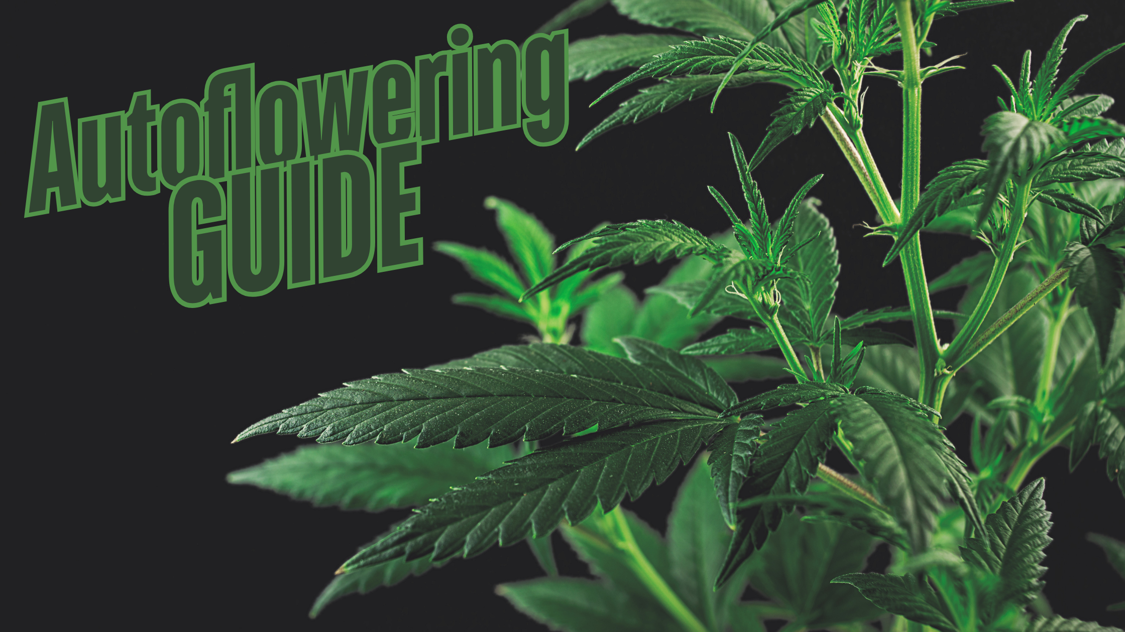 Autoflowering Anbau