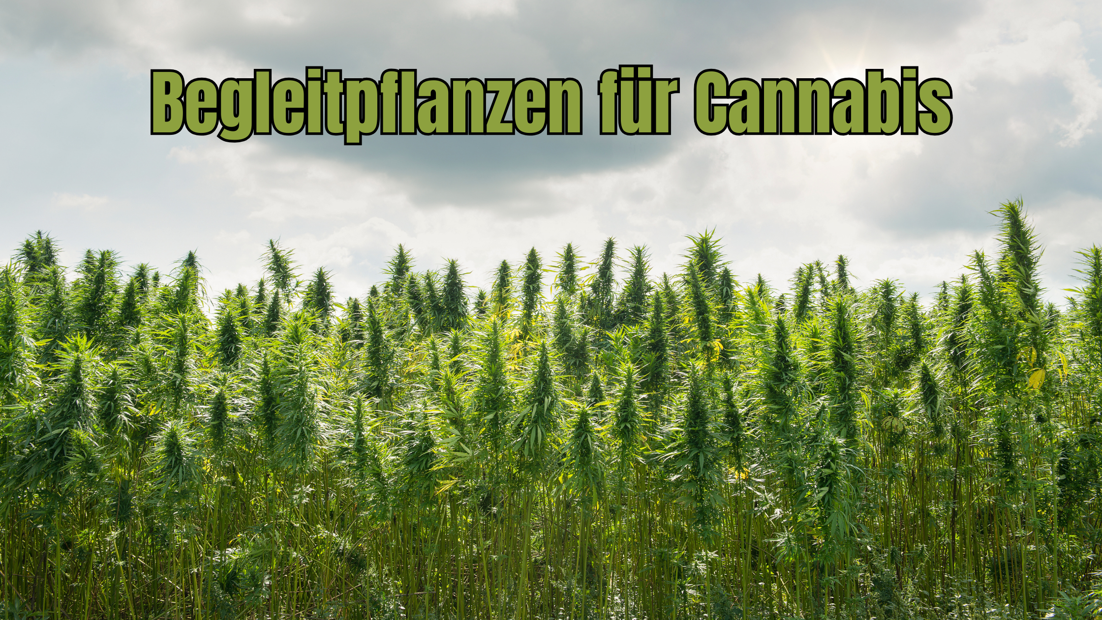 Begleitpflanzen für Cannabis