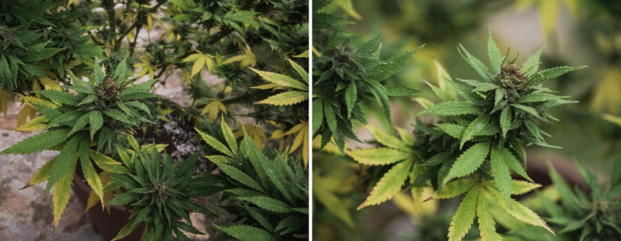 Botrytis bei Cannabis