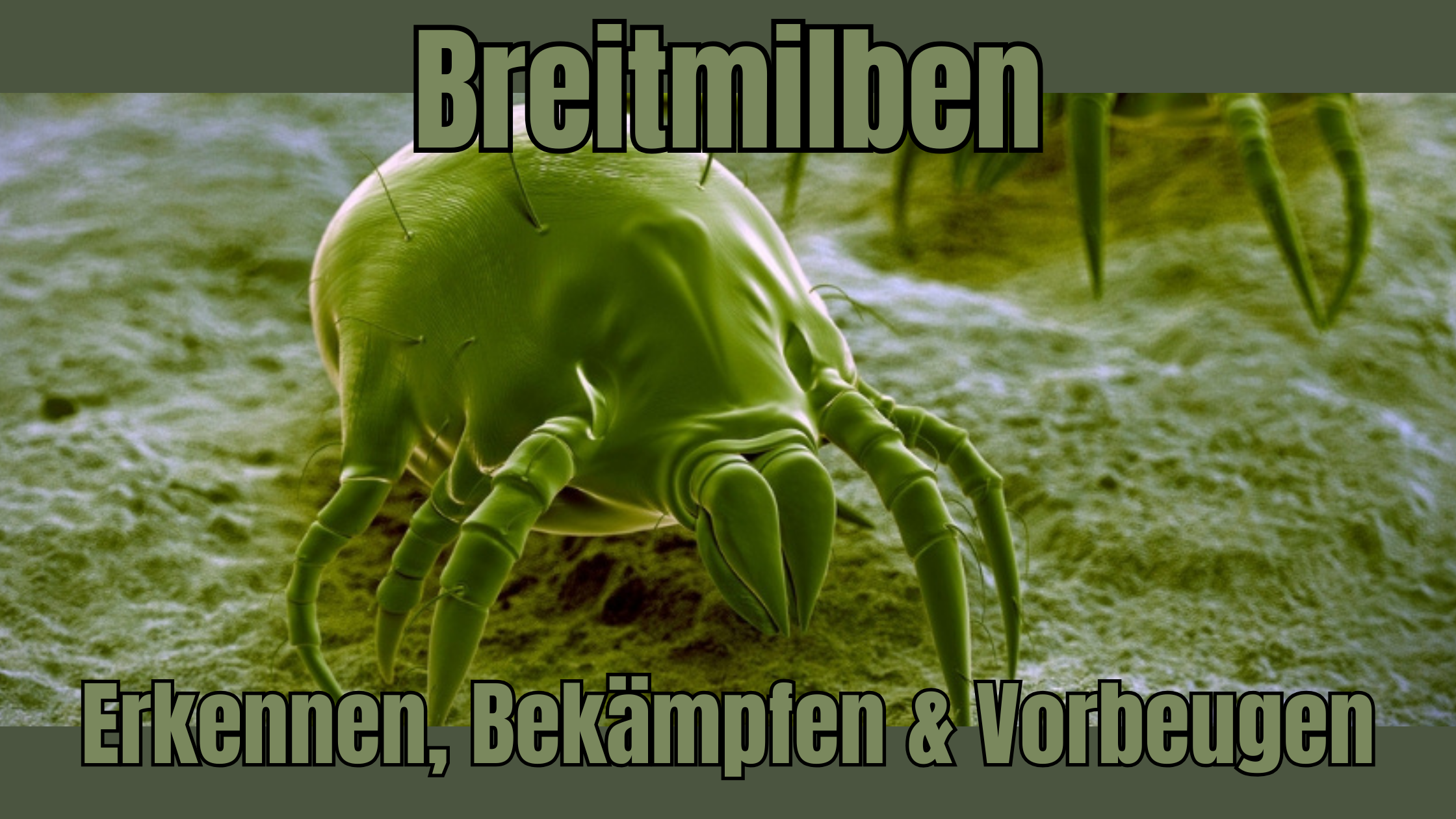 Cannabis Breitmilbe