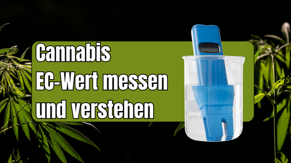 Cannabis EC-Wert