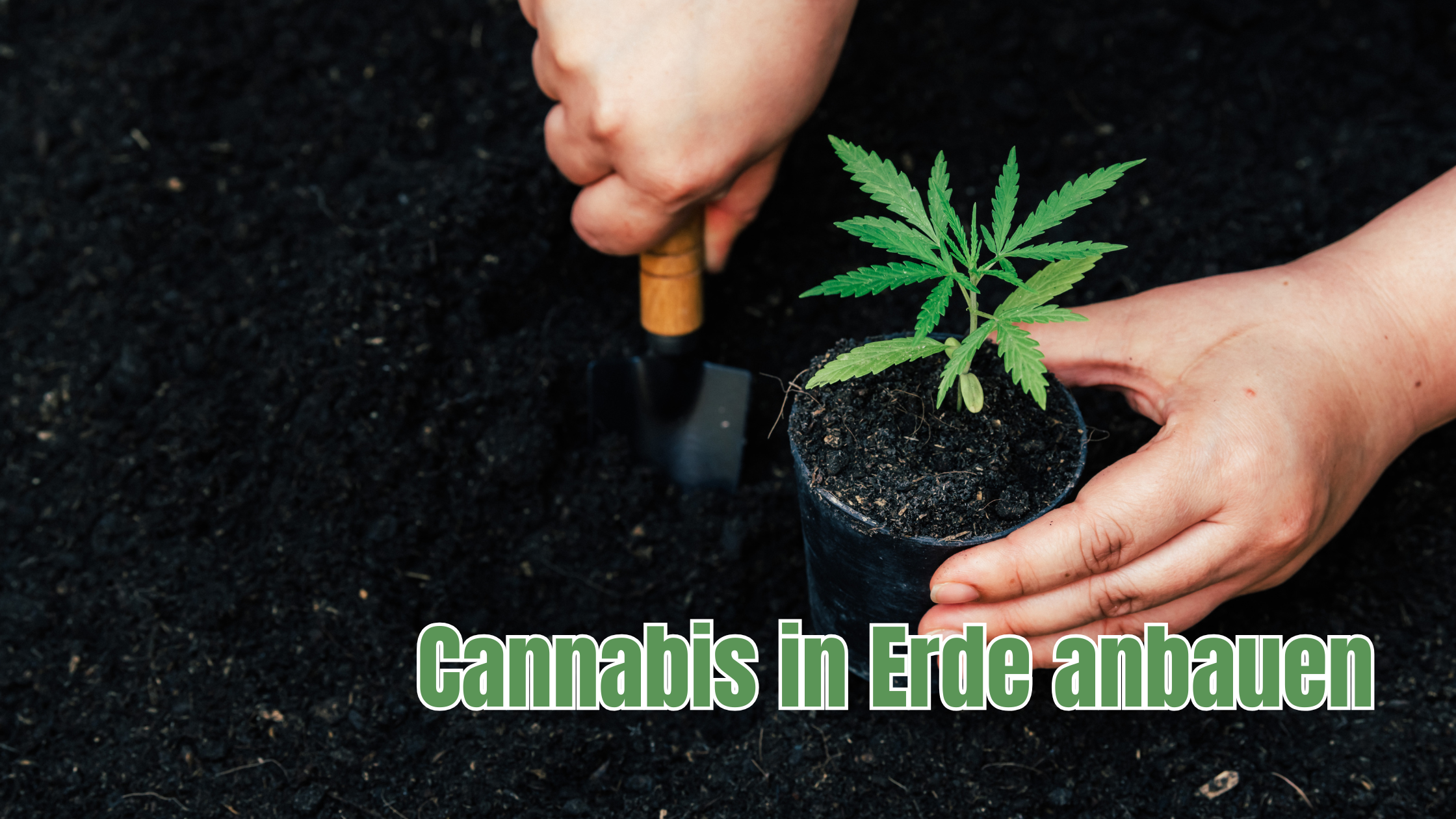 Anbau von Cannabis in Erde
