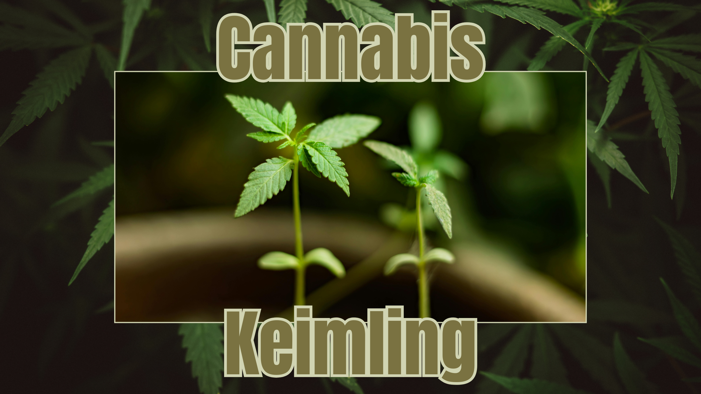 Cannabis Keimlinge