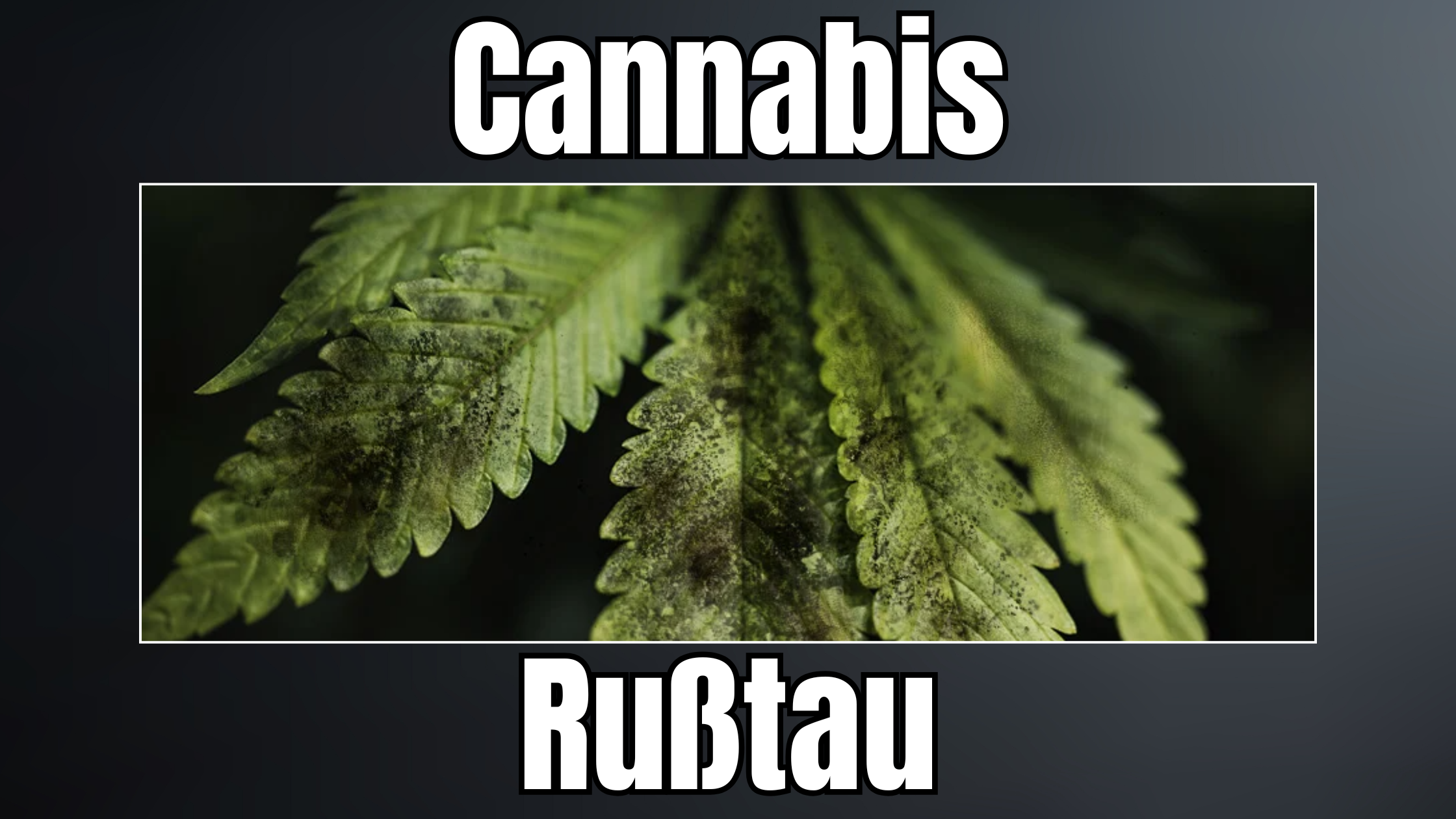 Cannabis und Rußtau