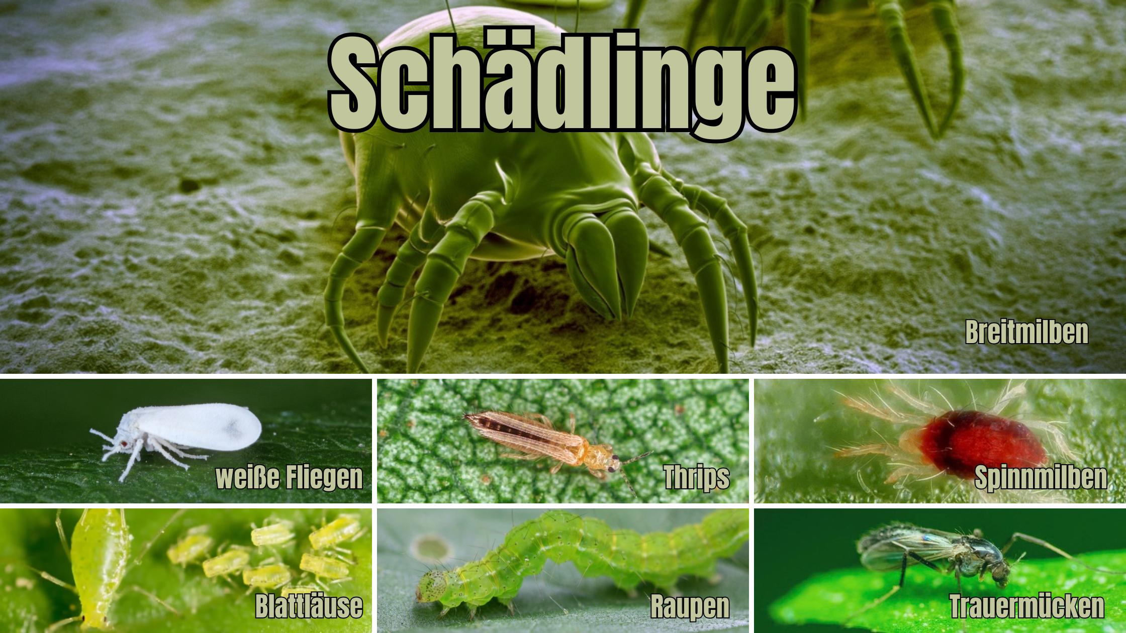 Cannabis Schädlinge