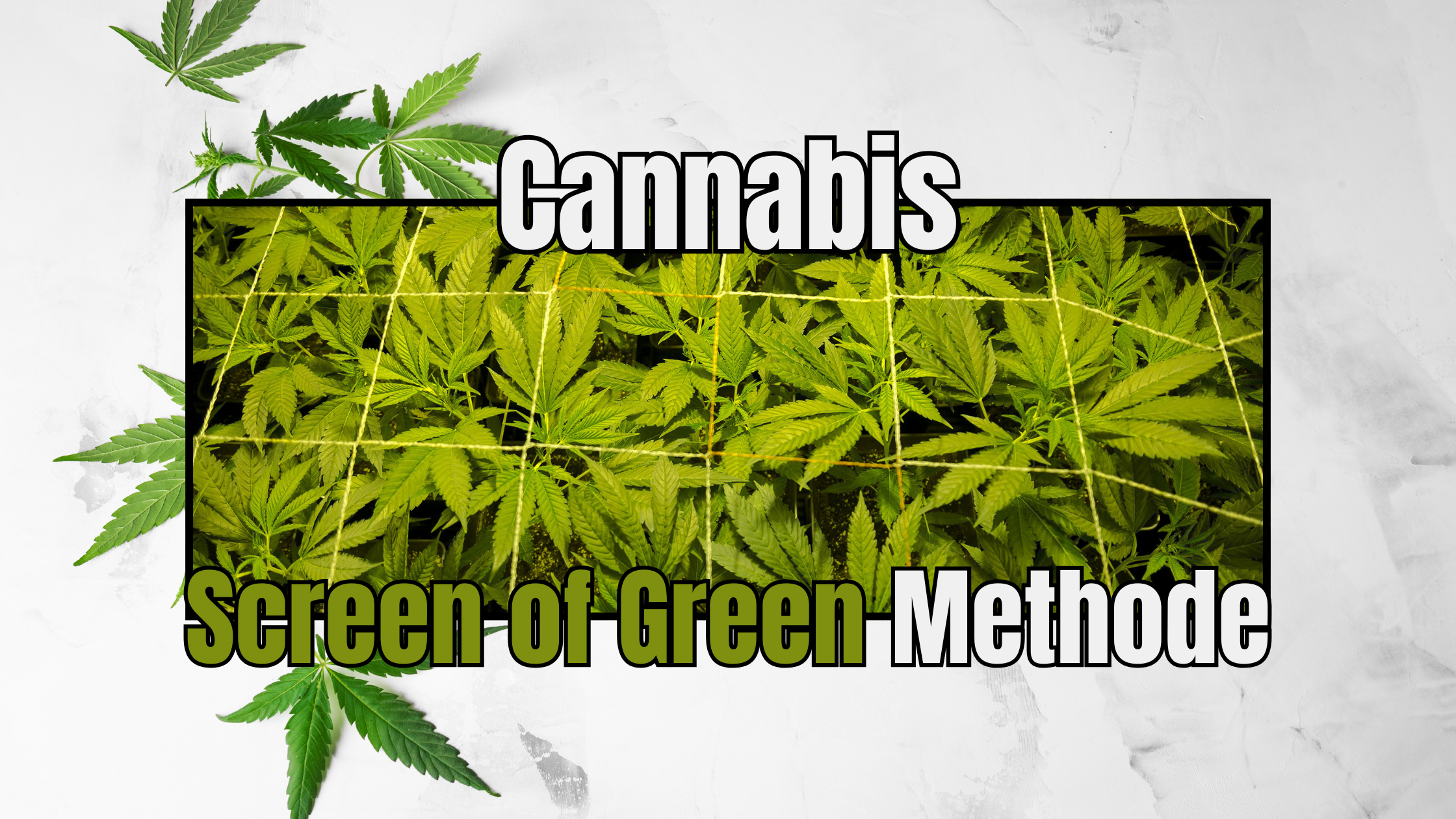 Screen of Green (SCROG)