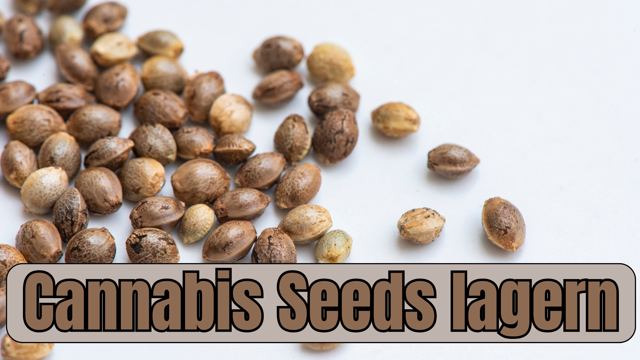 Cannabis Samen richtig lagern