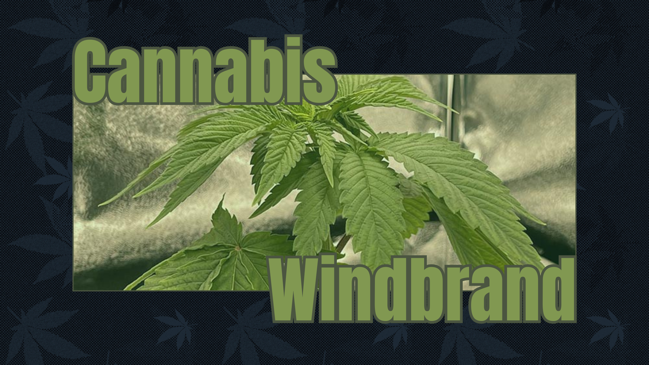Cannabis Windbrand