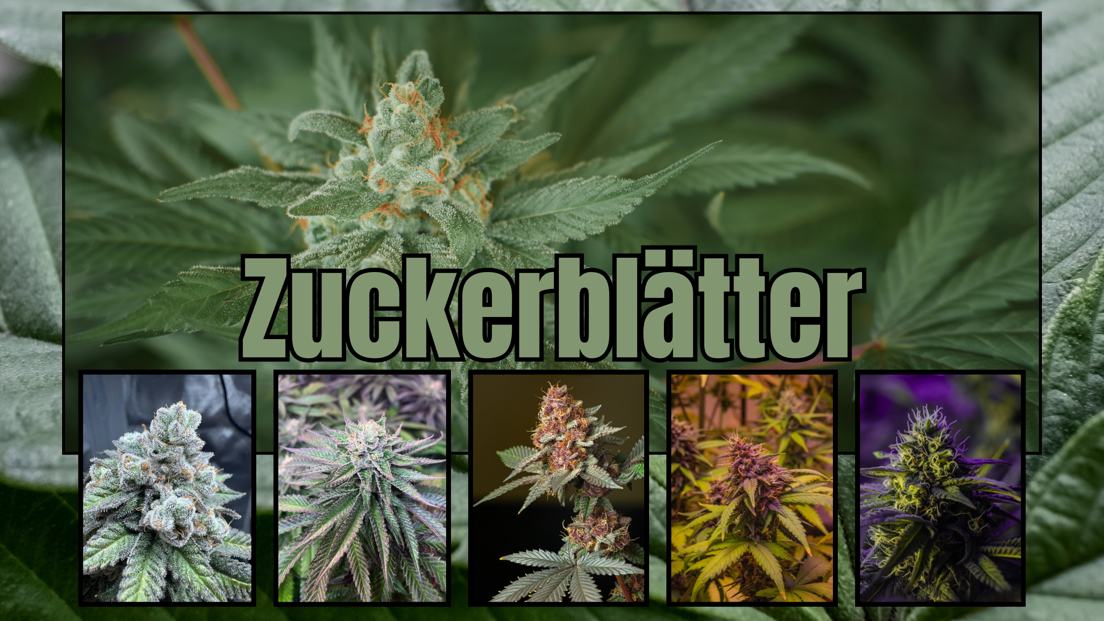 Cannabis Zuckerblätter