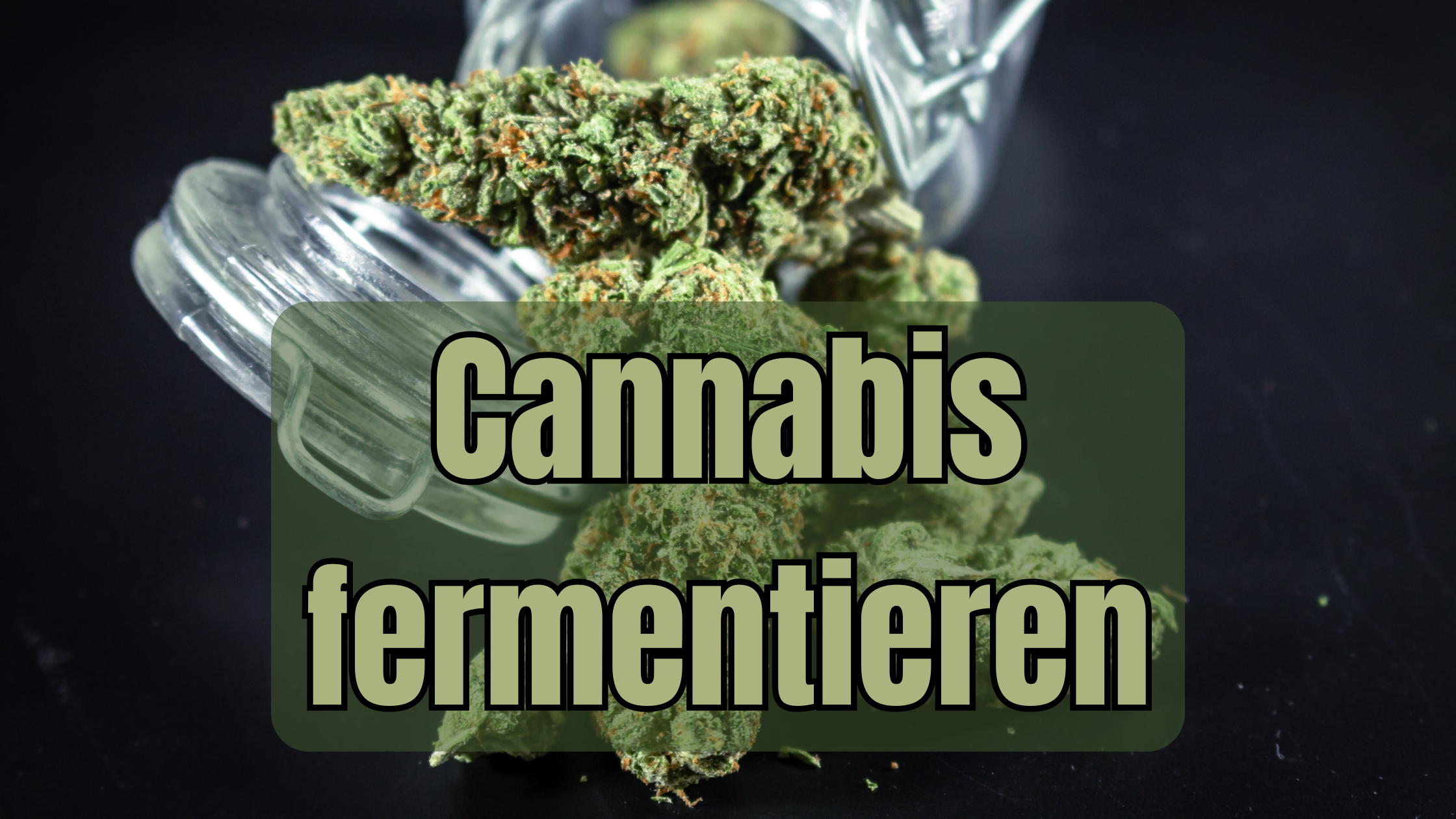 Cannabis fermentieren