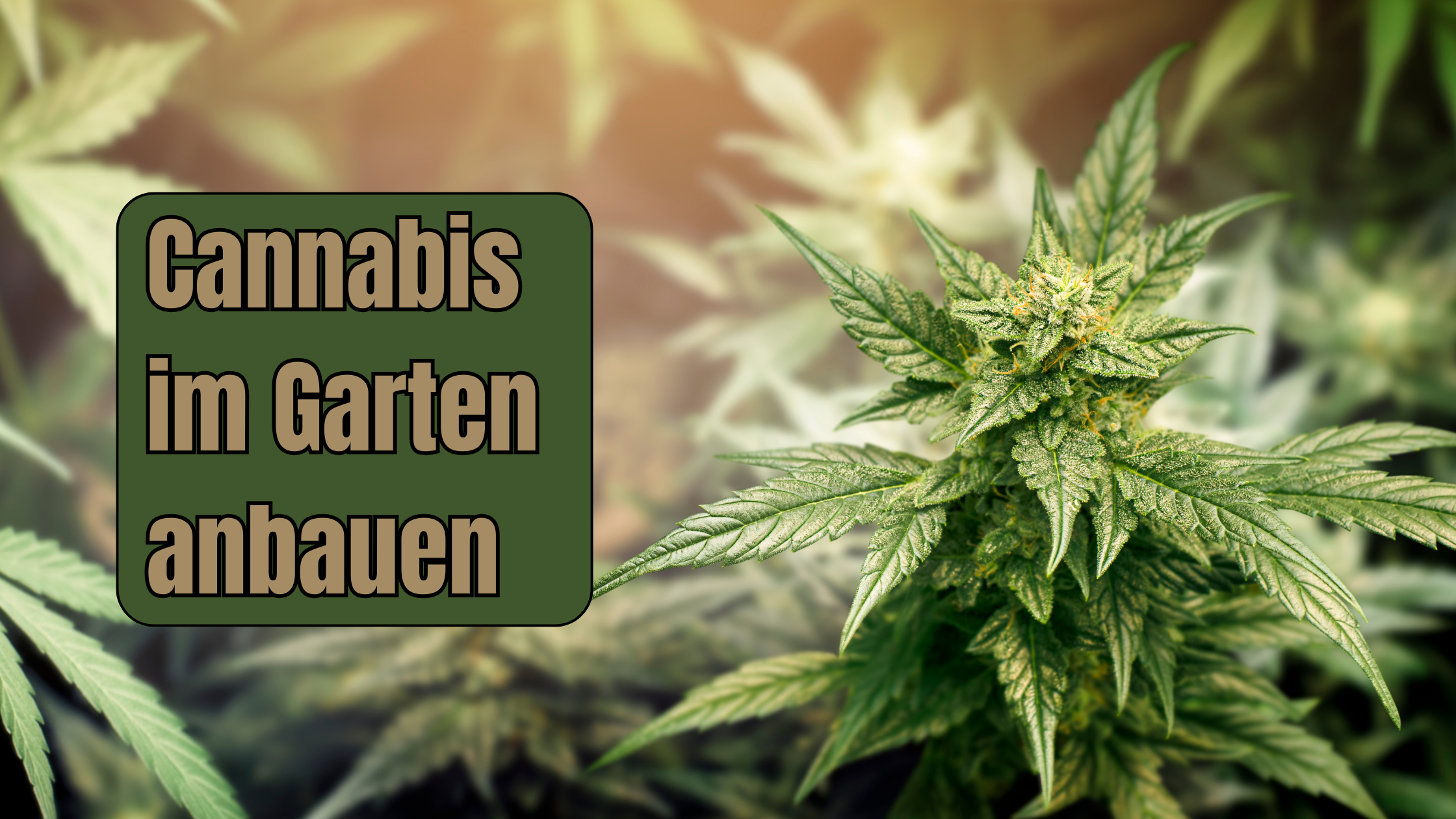 Cannabis im Garten anbauen