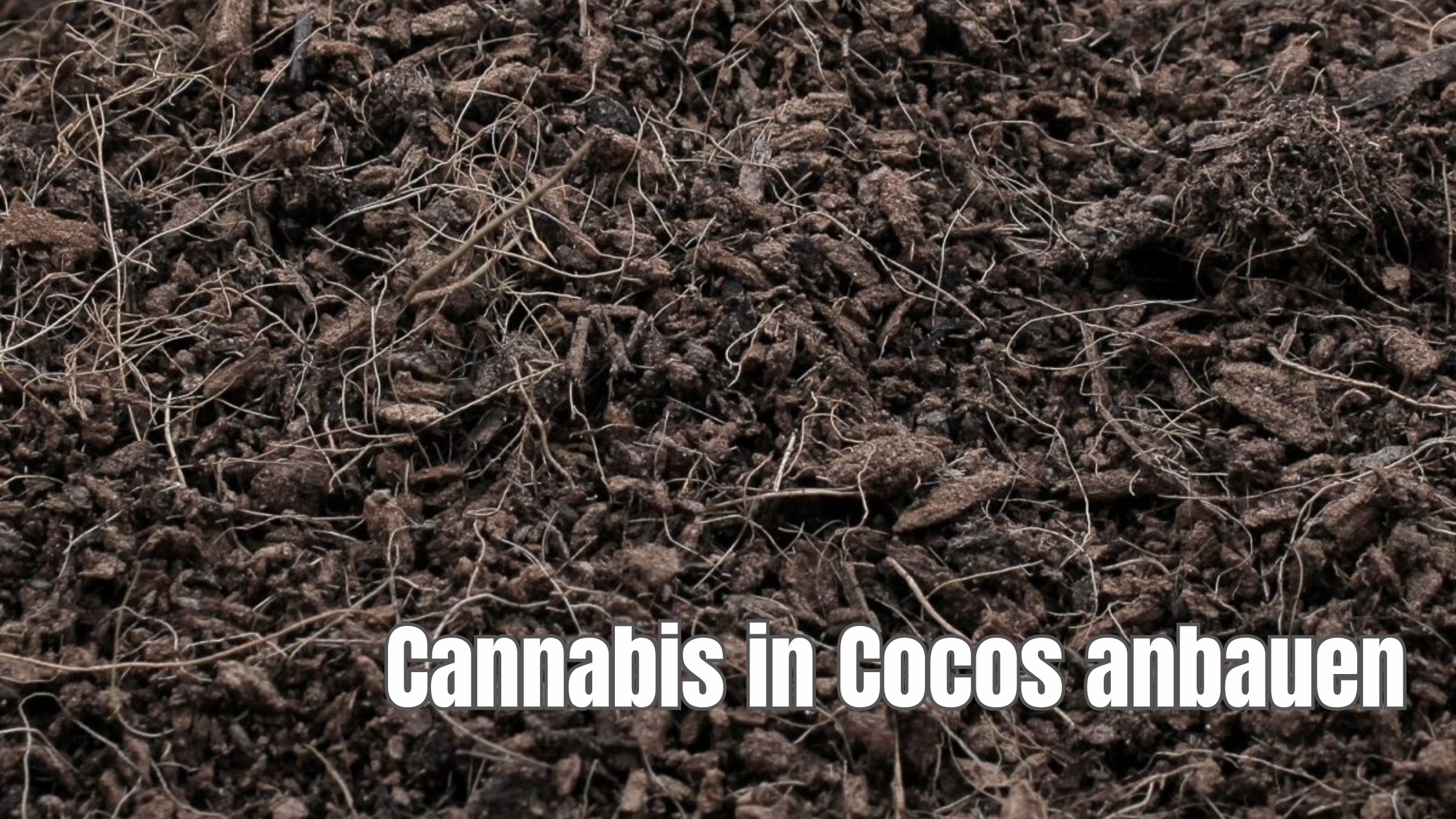 Anbau von Cannabis in Kokosfaser