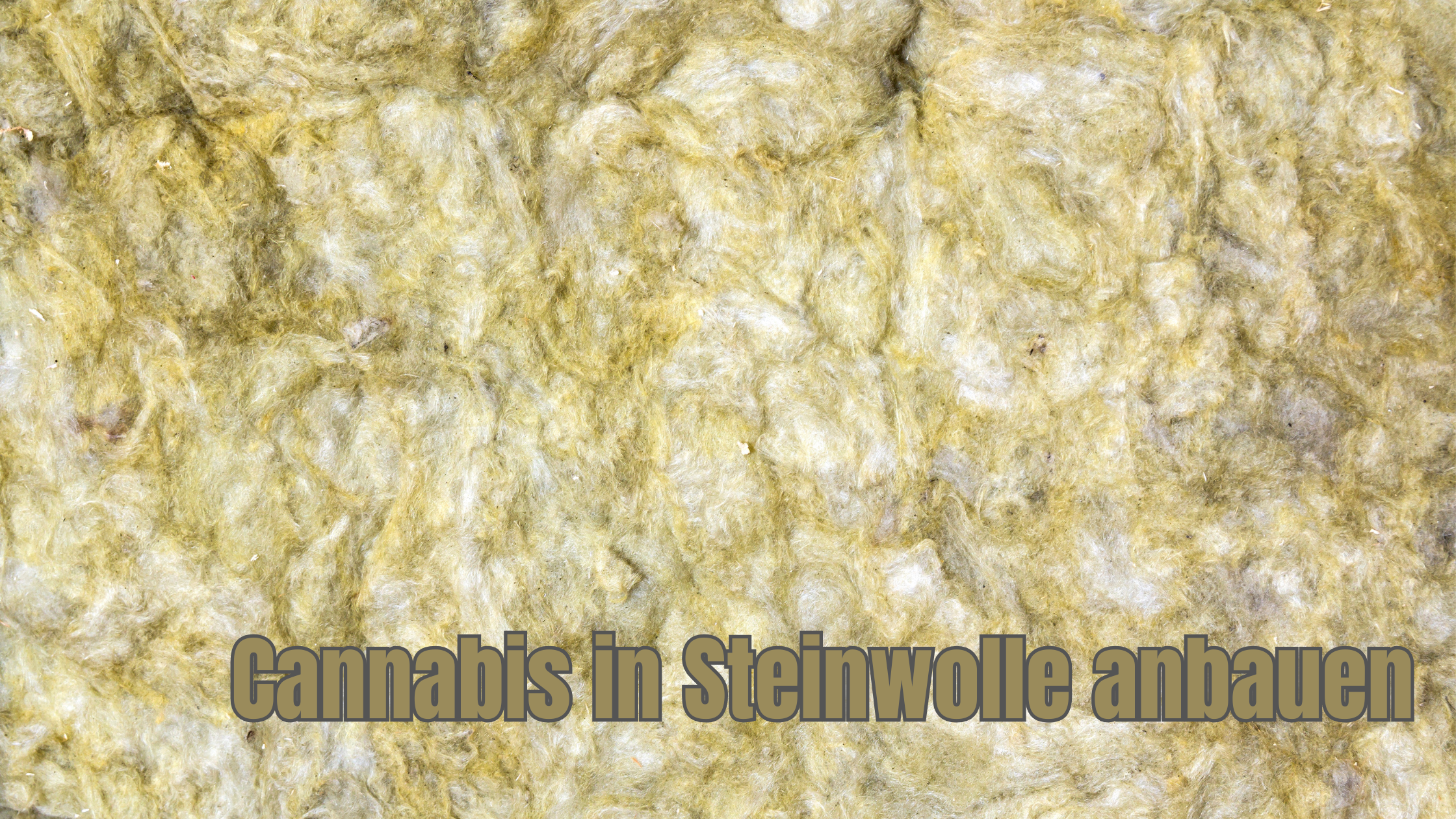 Anbau von Cannabis in Steinwolle