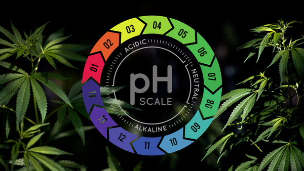 Cannabis pH-Wert