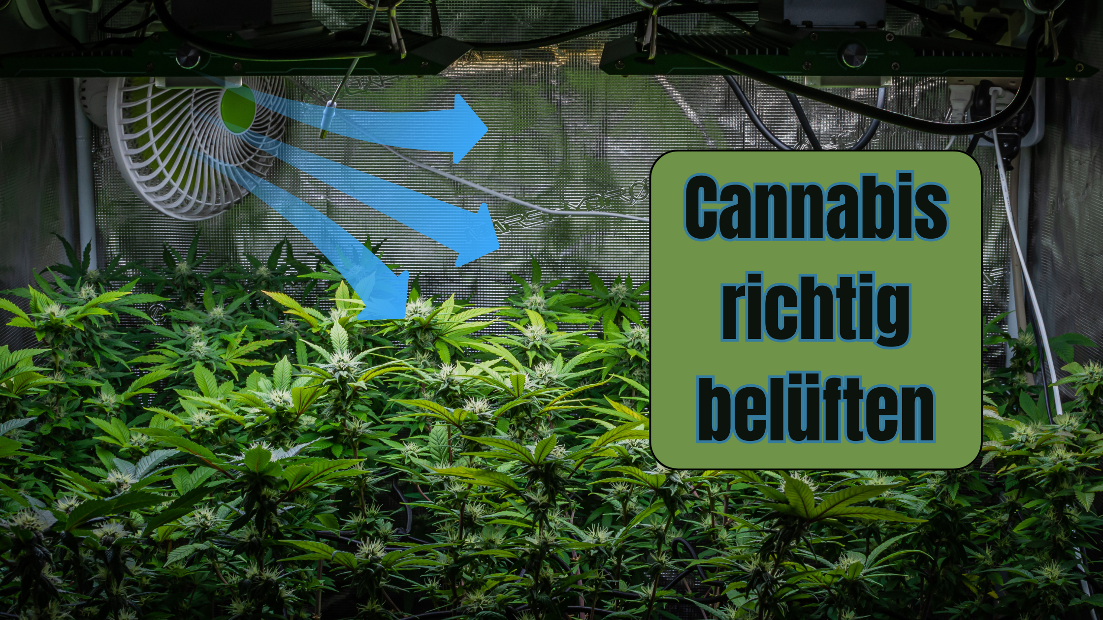 Cannabisanbau richtig belüften – Umluft, Abluft & Frischluft erklärt