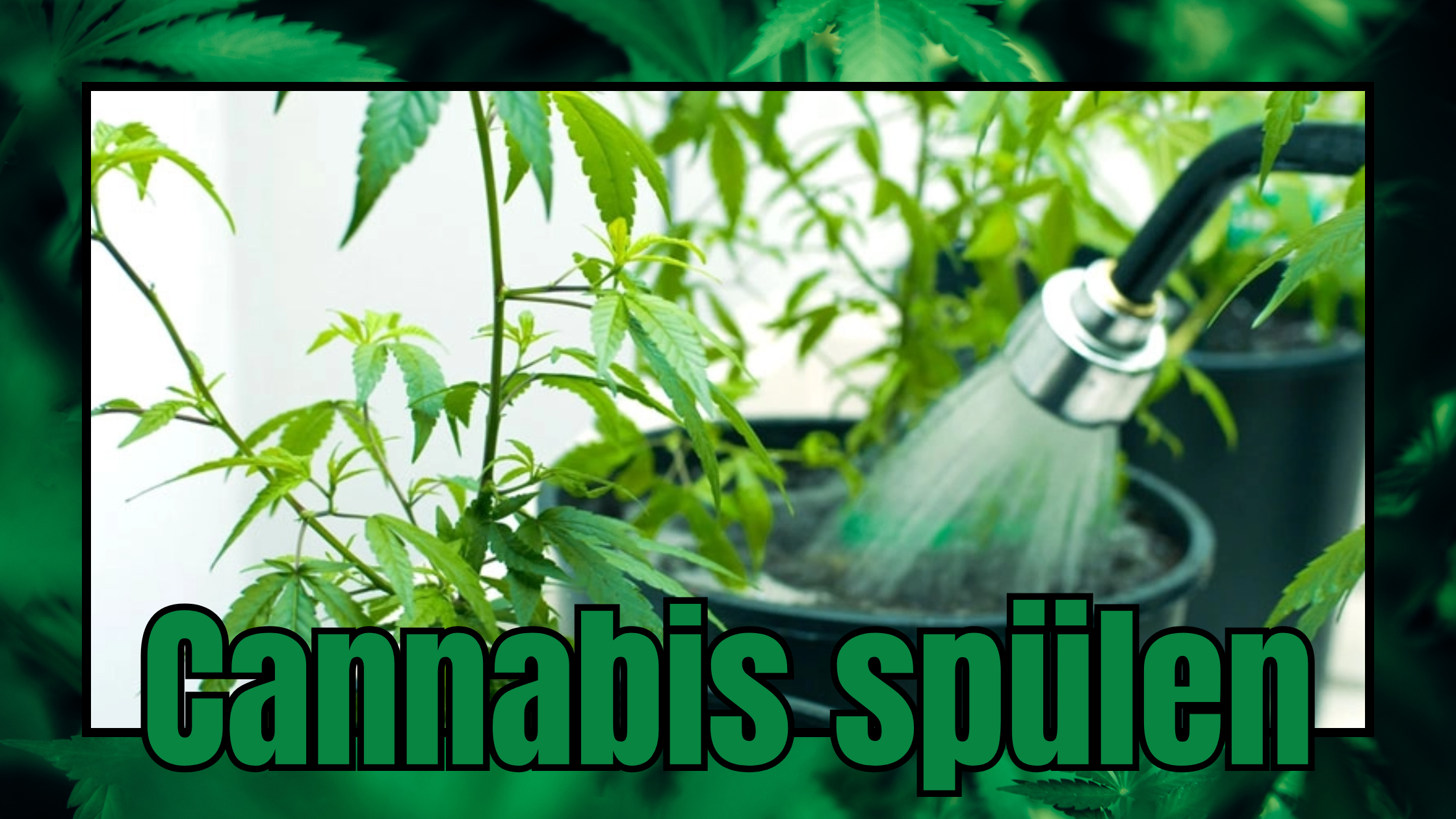 Cannabis spülen