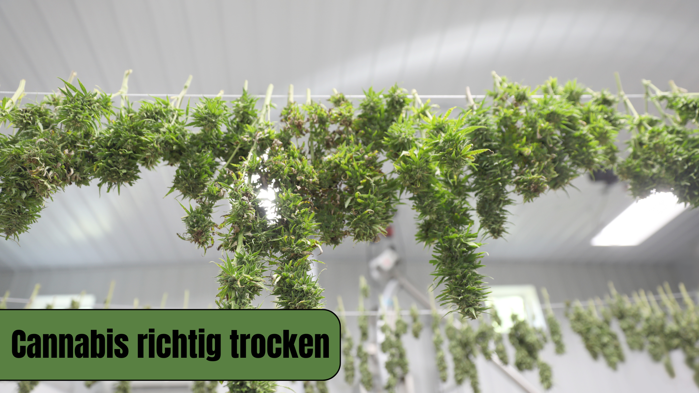 Cannabis trocknen