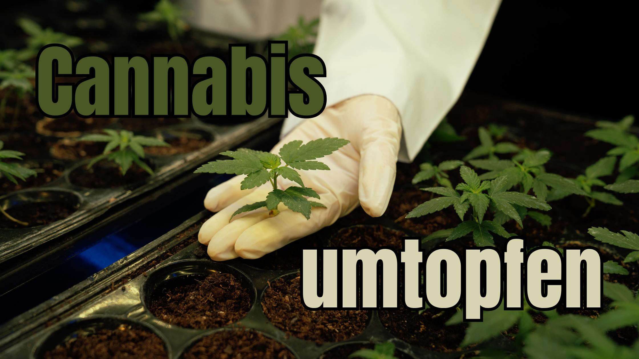 Cannabis umtopfen