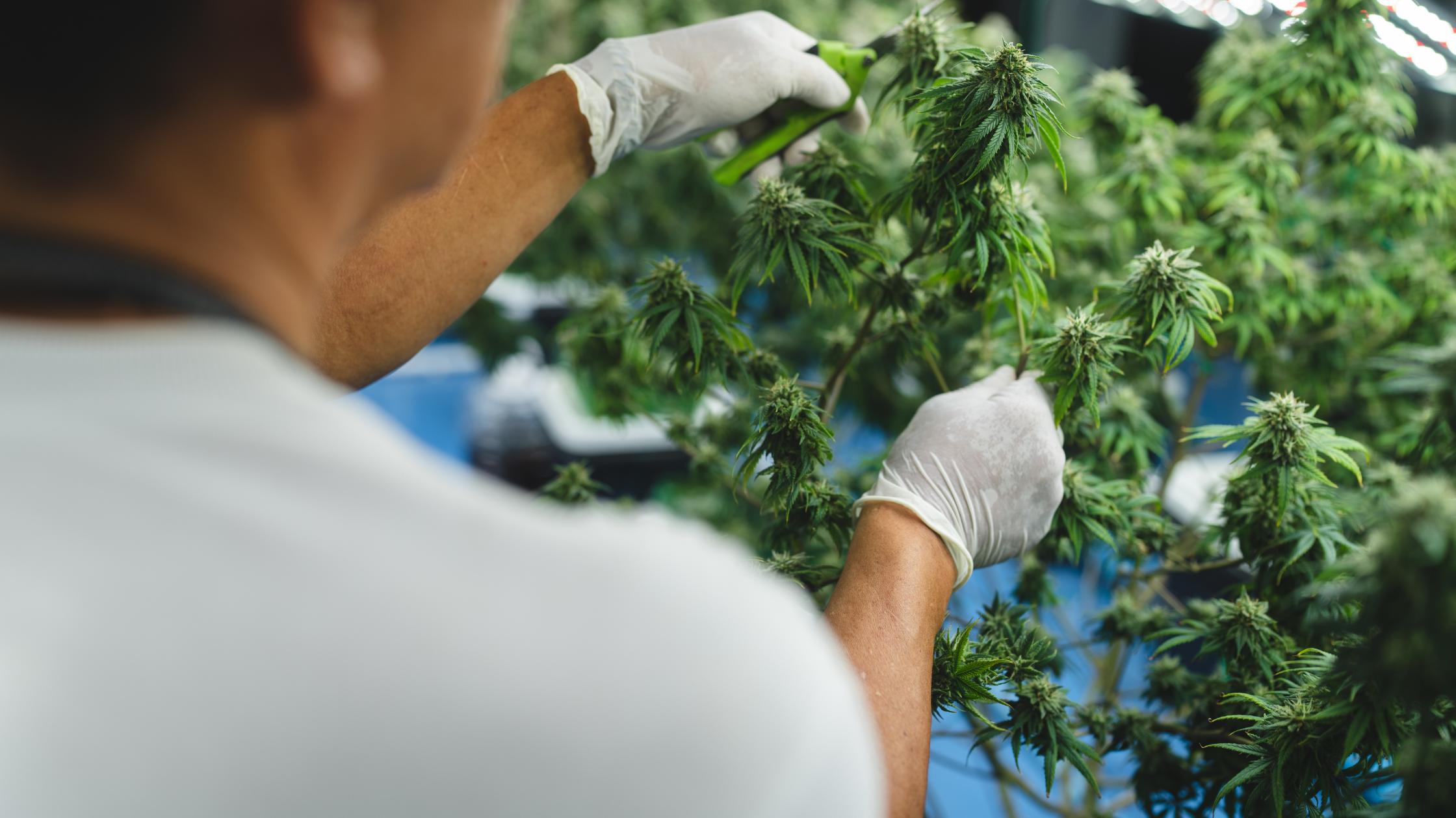 Cannabis entlauben