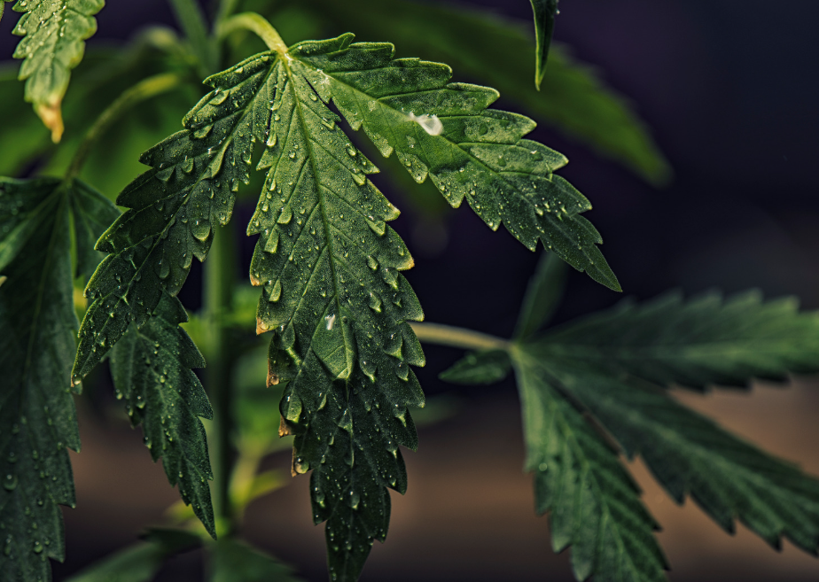 Richtiges Gießen beim Indoor-Grow