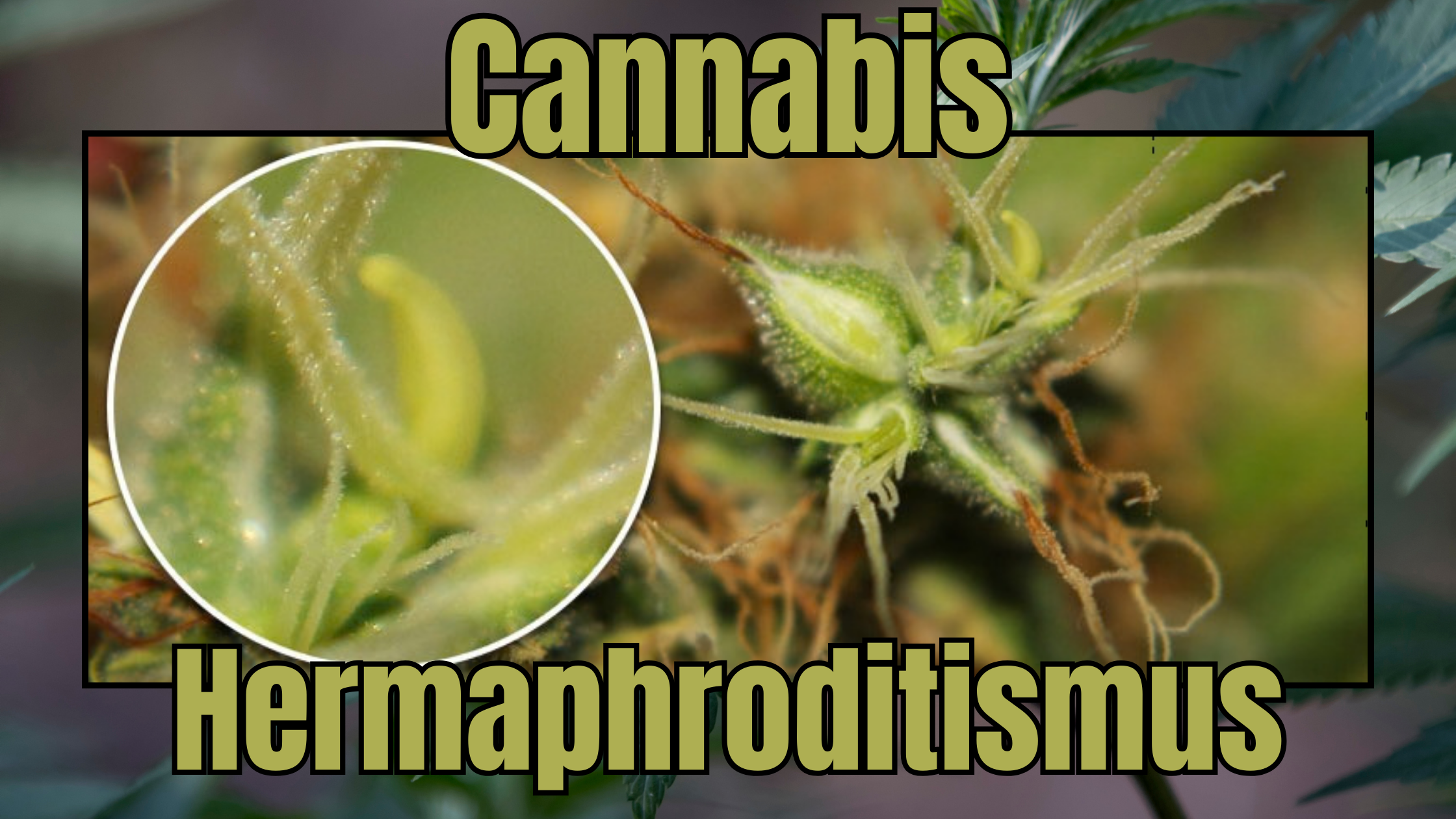 Cannabis Zwitter