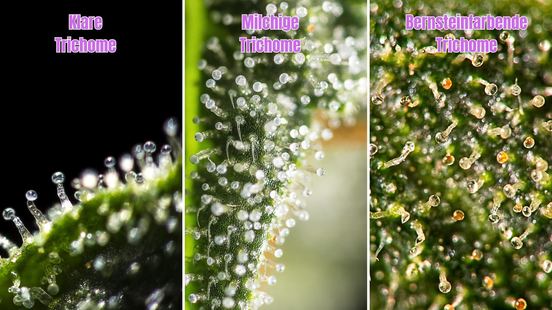 Wann man Cannabispflanzen ernten sollte