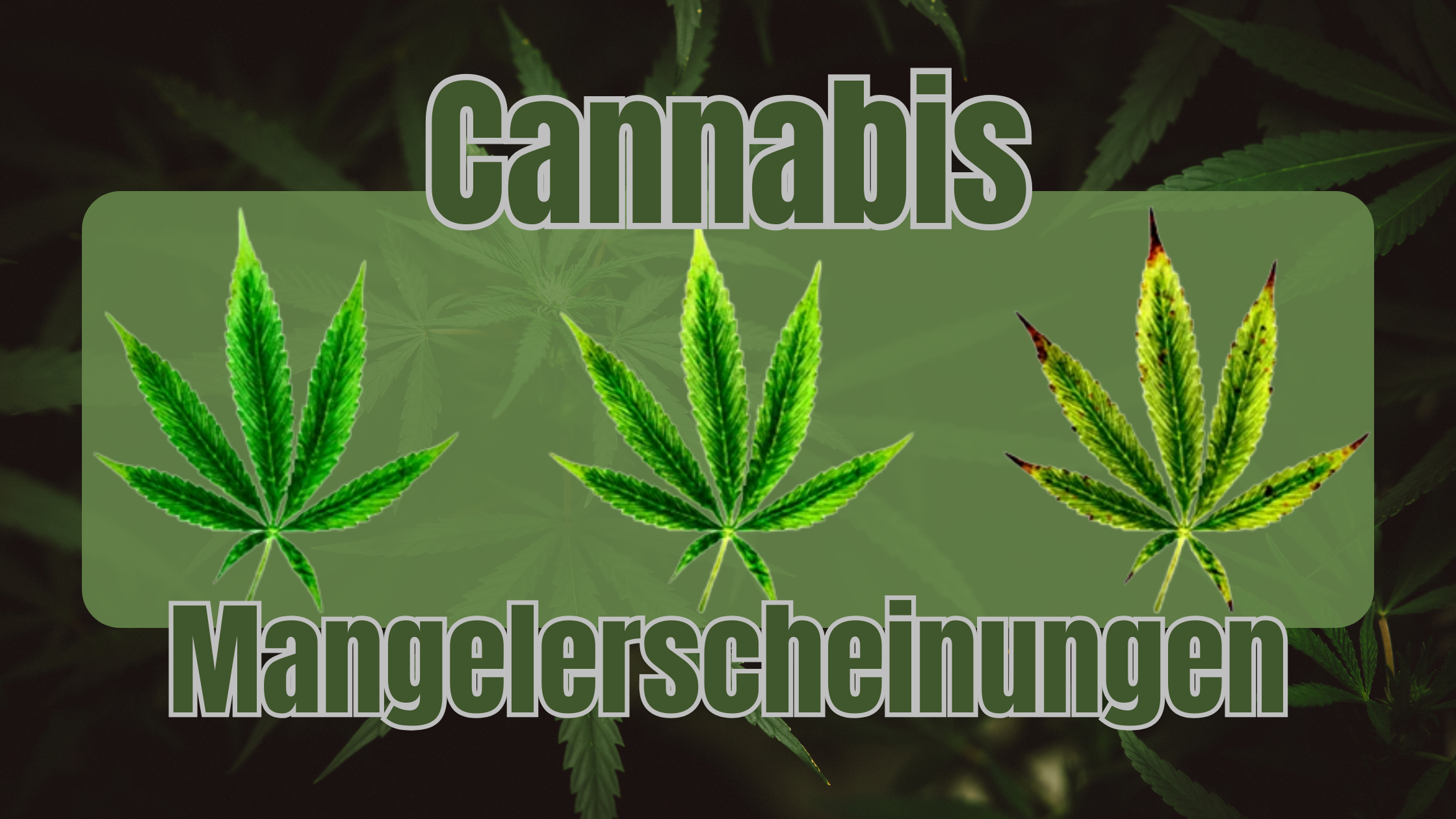 Cannabis Mangelerscheinungen
