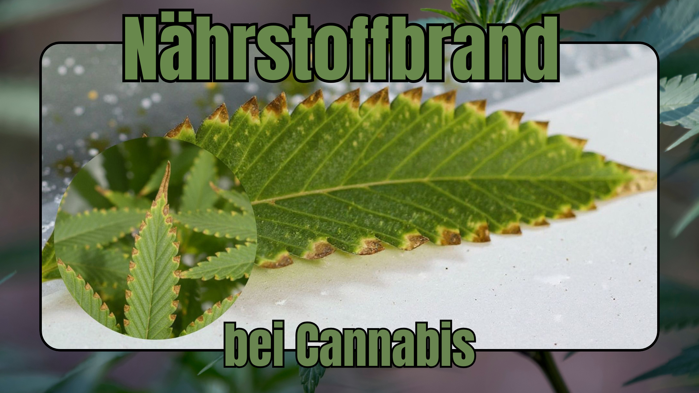Nährstoffbrand bei Cannabis