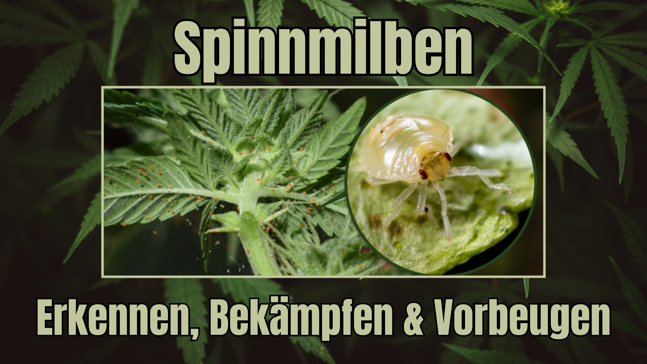 Cannabis Spinnmilben