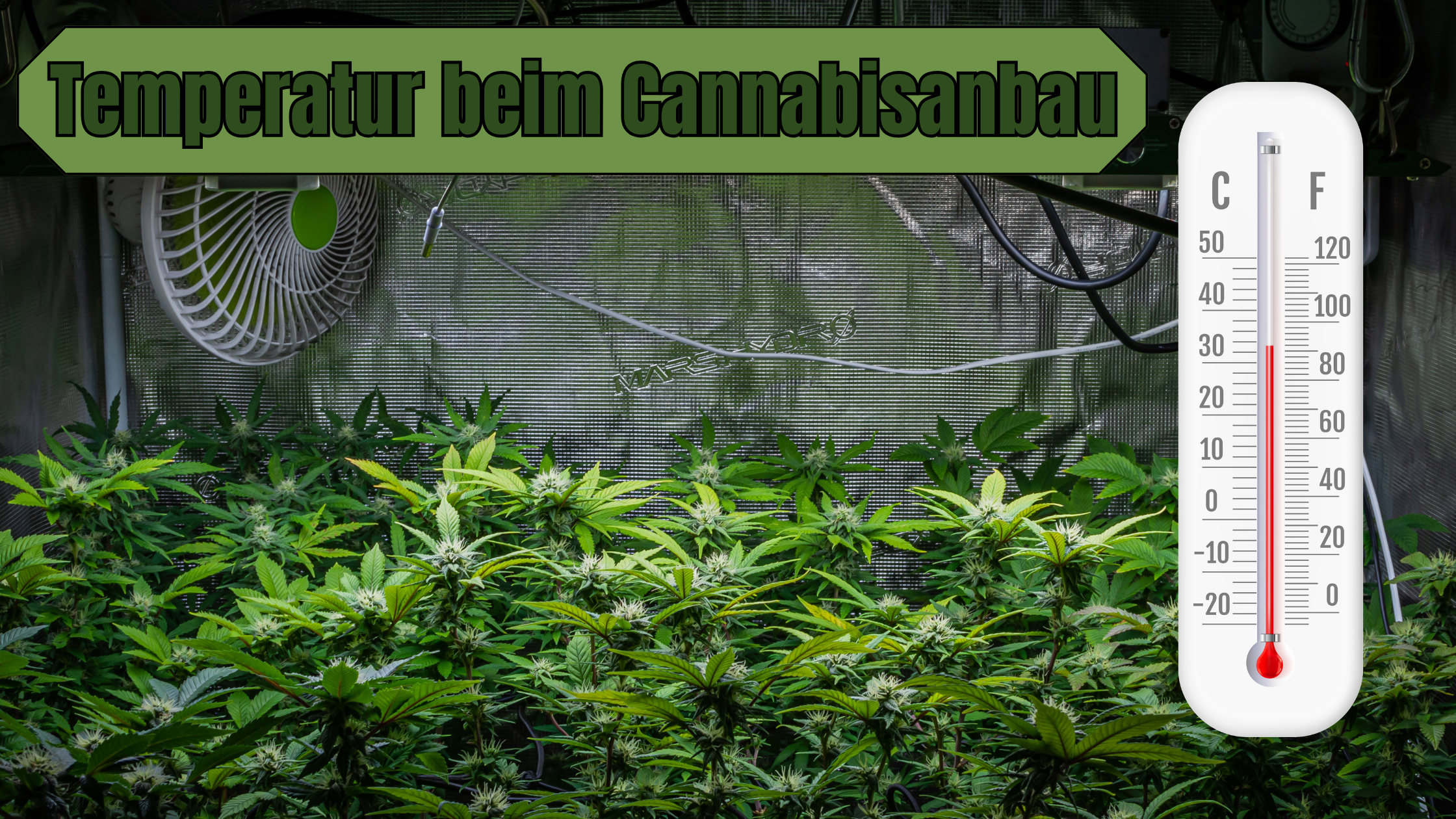 Cannabisanbau – die richtige Temperatur