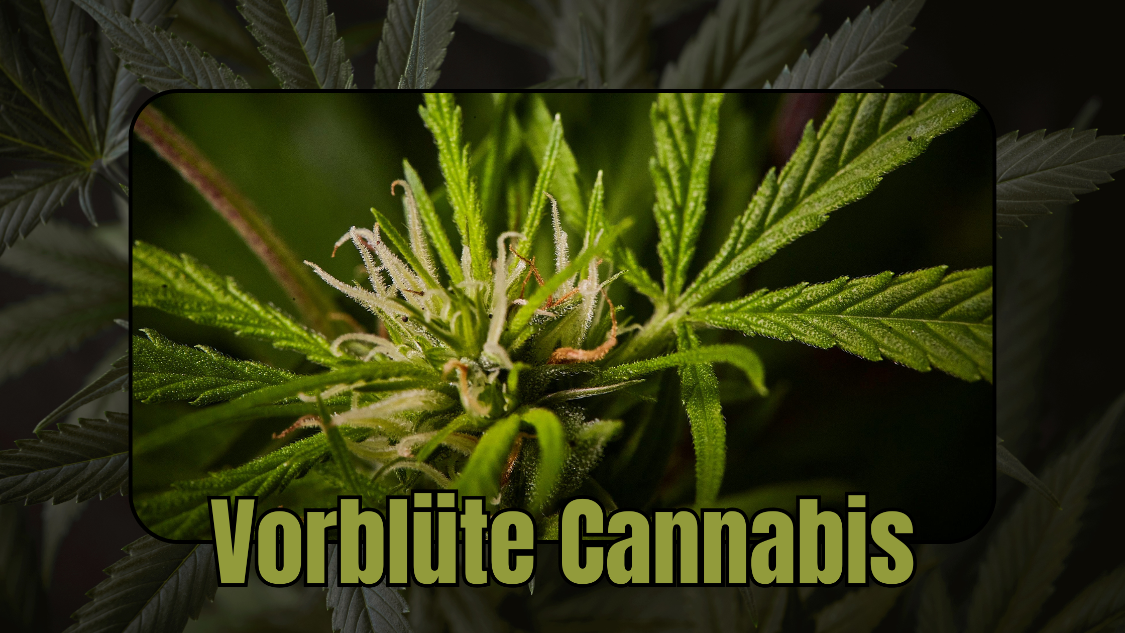 Cannabis Vorblüte