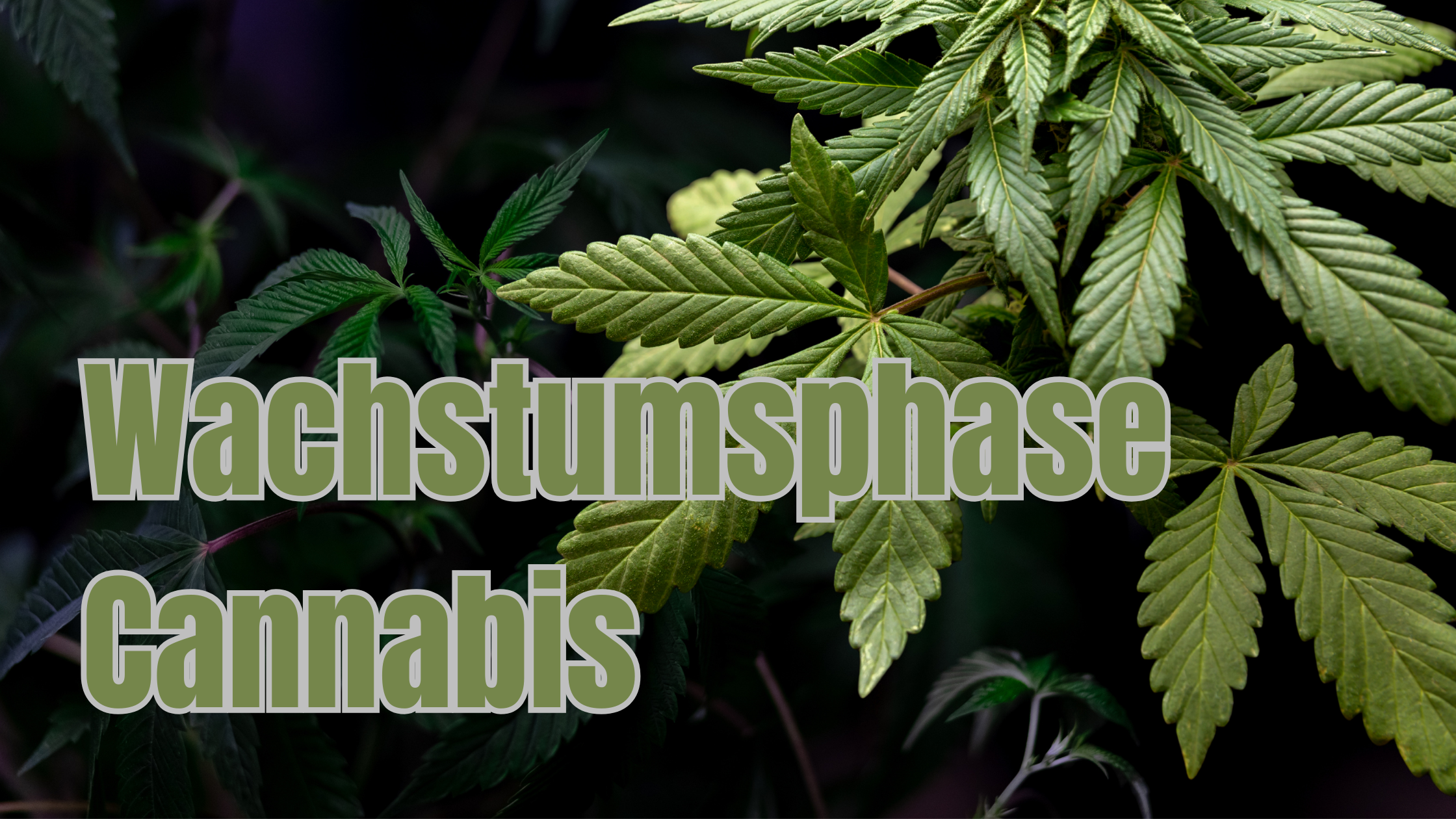 Cannabis Wachstumsphase