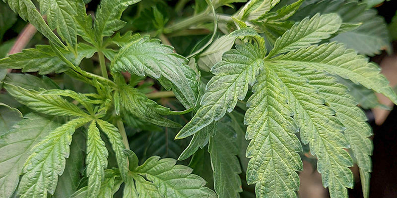 Bormangel bei Cannabispflanzen