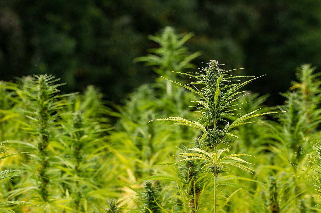 Unterschied zwischen feminisierten und autoflowering Samen
