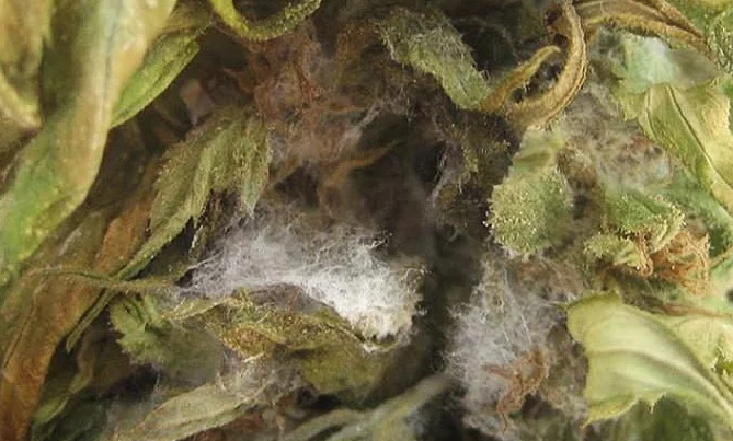 Schimmel im Growzelt