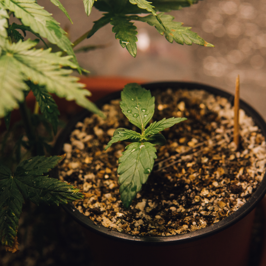 Mary Jane's Growshop