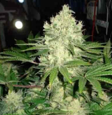 Mary Jane's Growshop