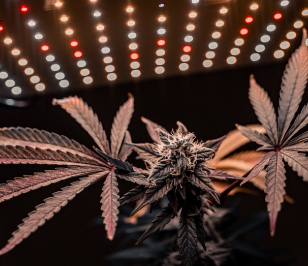 Mary Jane's Growshop