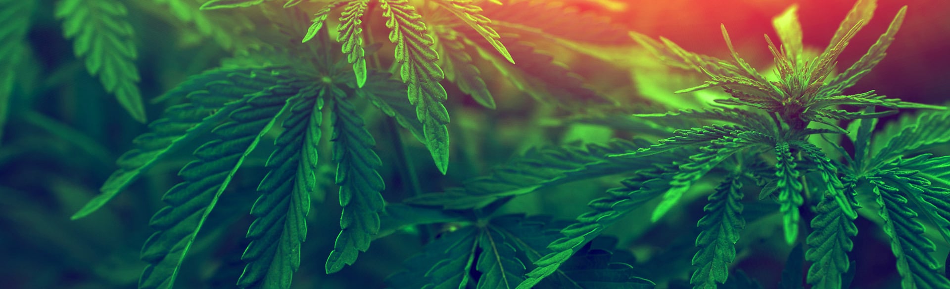 Mary Jane's Grow-Collection