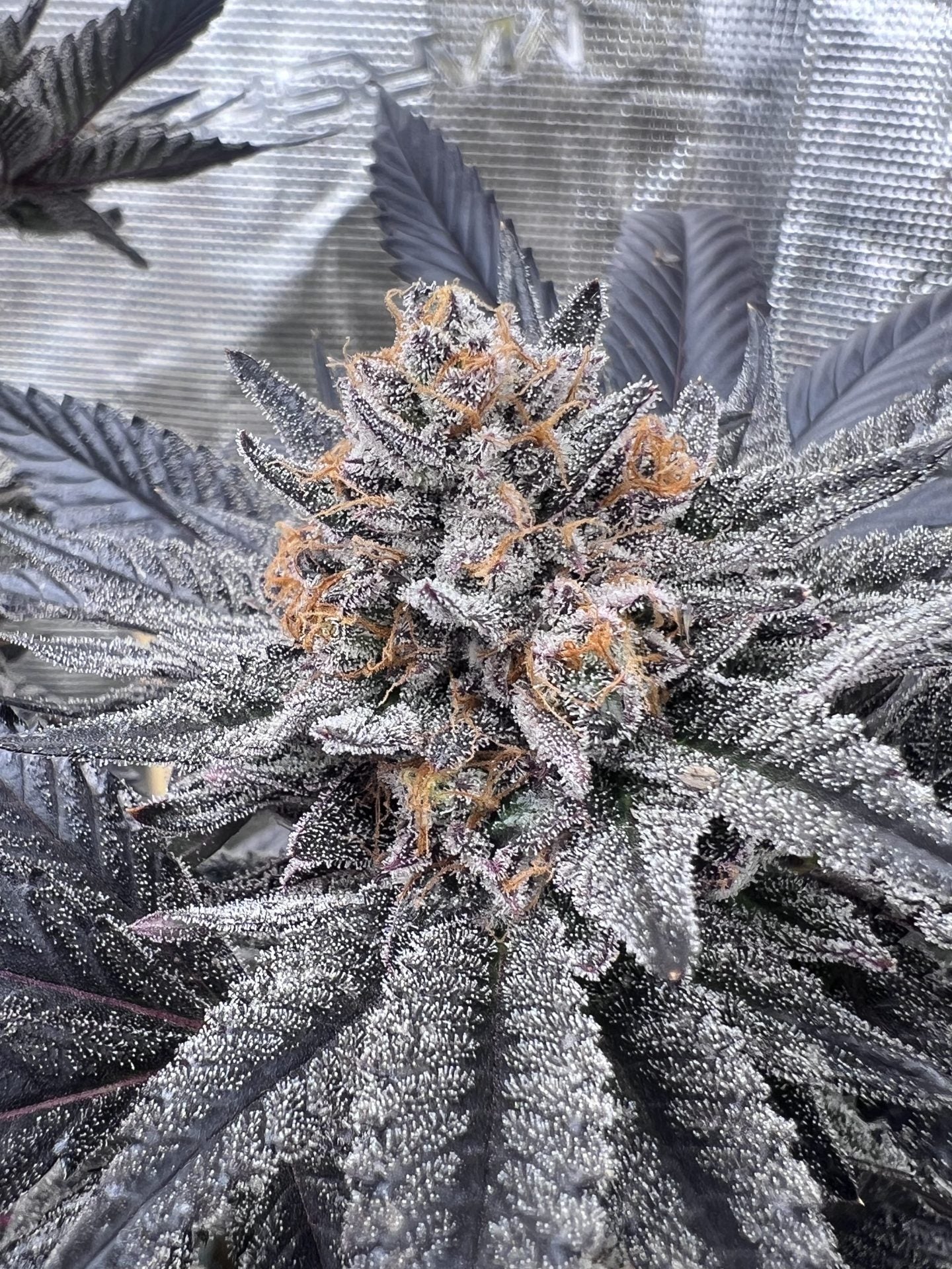 Mary Jane's Growshop