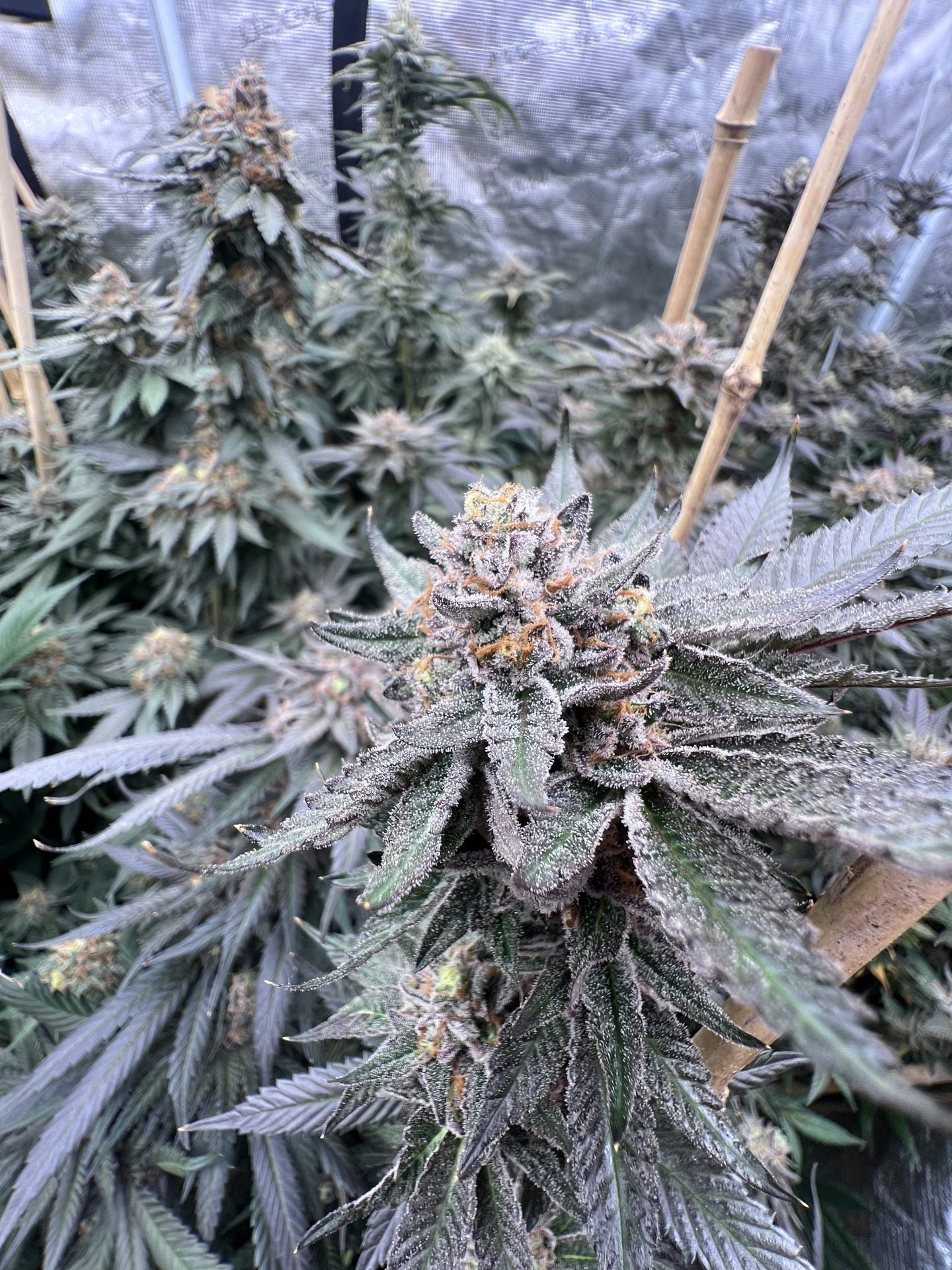 Mary Jane's Growshop