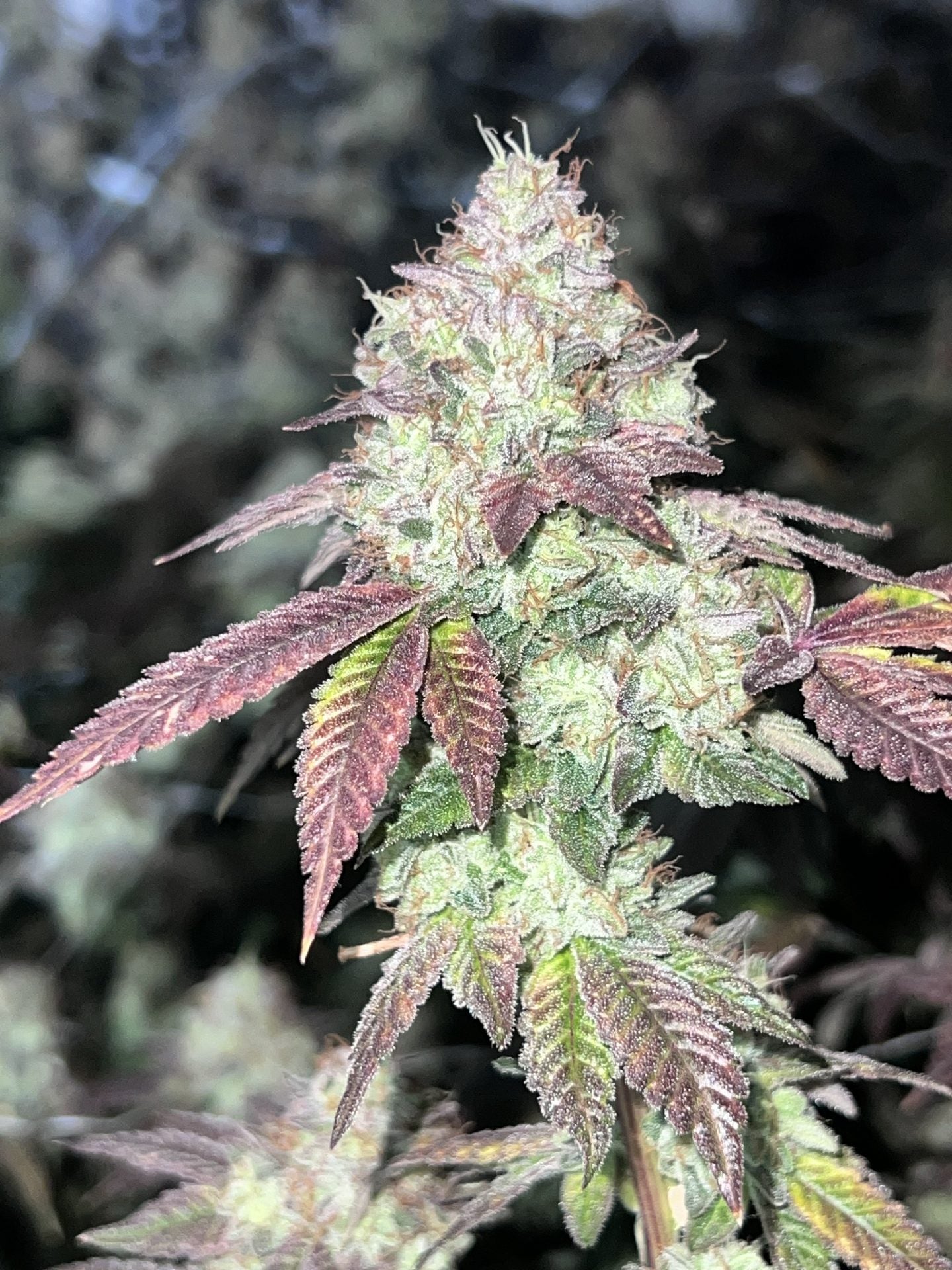 Mary Jane's Growshop