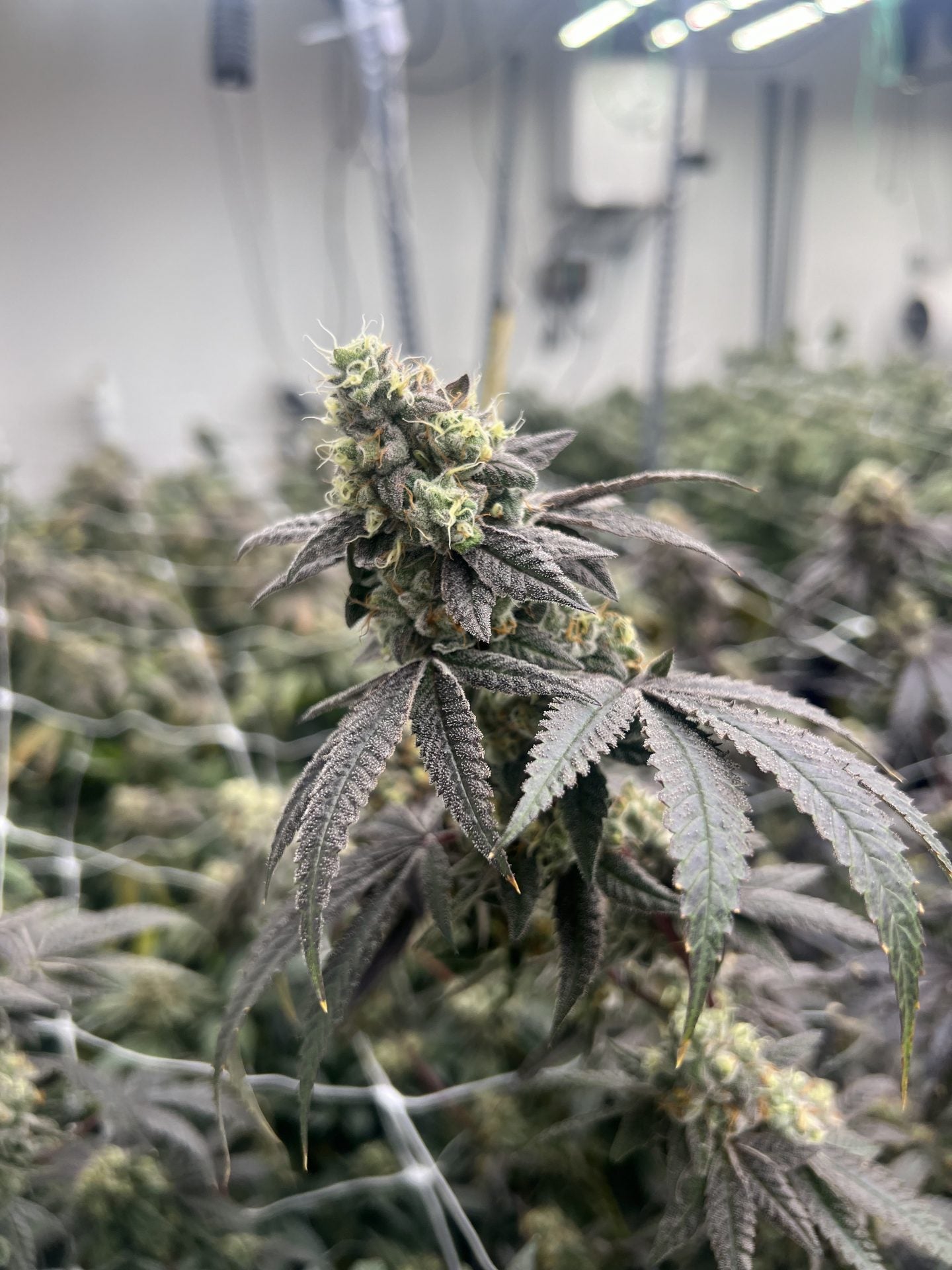 Mary Jane's Growshop